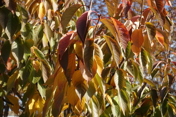 Wall Mural - Colorful autumnal foliage of Japanese cherry in October