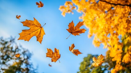 Canvas Print - autumn maple leaves