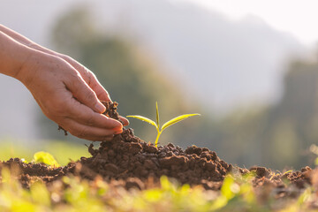 Wall Mural - Woman hand planting small trees in the garden..