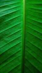 Wall Mural - Intricate veined palm leaf, vibrant green hues, palm leaf, botanical