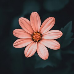 Wall Mural - Delicate Pink Flower Blossom Close Up