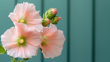 Poster - Delicate Pink Flowers Against a Teal Background