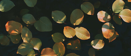 Fototapete - Light filters through leaves, creating dappled patterns on a dark background