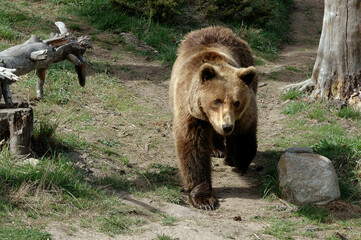 ours brun, ursus arctos