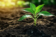 © Sahan - A Young Sprout Emerging from Rich Soil in a Lush Green Setting