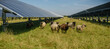 © snapshotfreddy - Sheeps standing next to a field of solar panels. Solar farm with solar trackers panels and flock of sheep. Agrivoltaics concept that involves the shared use of land for solar parks and sheep grazing.