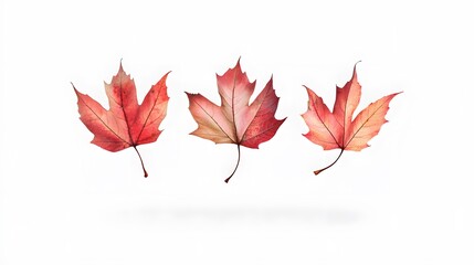 red autumn leaf
