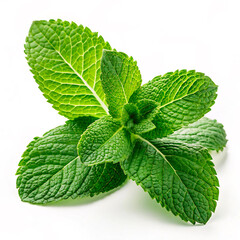 Wall Mural - fresh mint isolated on white