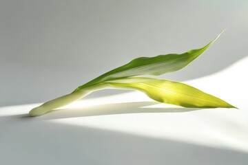 Poster - Fresh green leaves illuminated by soft light in a minimal setting
