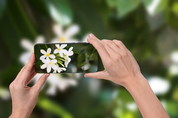 Wall Mural - Plant identifier application. Woman taking photo of flowers outdoors, closeup