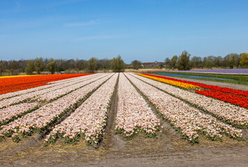 Wall Mural - Fields of blooming tulips near Lisse in the Netherlands