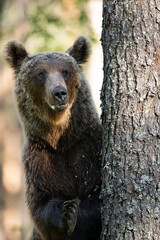 Wall Mural - Brown bear portrait, standing against a tree