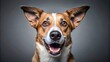 © Praphunsak - Intelligent dog breed with focused expression and sharp teeth, dog breed, canine,  dog breed