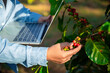 © doidam10 - Harvest coffee bean ripe Red berries typing laptop computer check quality control plant coffee tree. Smart farmer using laptop in green coffee farm sustainable quality control agriculture technology