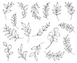 © nastyasklyarova - Botanical line art illustration, hand drawn herbs and branches set, vector floral hand drawn clipart