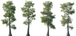 © Viktoria - Set of Taxodium distichum (baldcypress, bald-cypress, bald cypress, swamp cypress) frontal set trees isolated png on a transparent background perfectly cutout