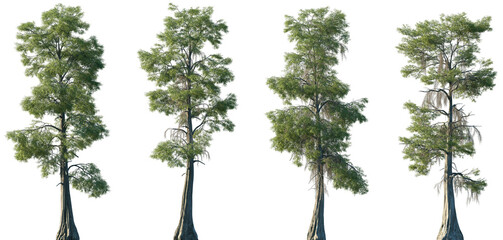 Wall Mural - set of taxodium distichum (baldcypress, bald-cypress, bald cypress, swamp cypress) frontal set trees