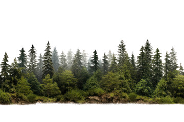 Wall Mural - PNG Forest landscape border nature vegetation outdoors.