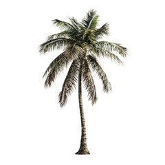 Canvas Print - Palm tree is standing tall and alone on a white background