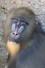 Wall Mural - portrait of a mandrill (mandrillus sphinx)