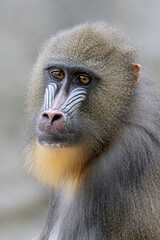 Wall Mural - portrait of a mandrill (mandrillus sphinx)