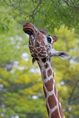 Wall Mural - Reticulated giraffe (Giraffa reticulata) eating leaves from tree