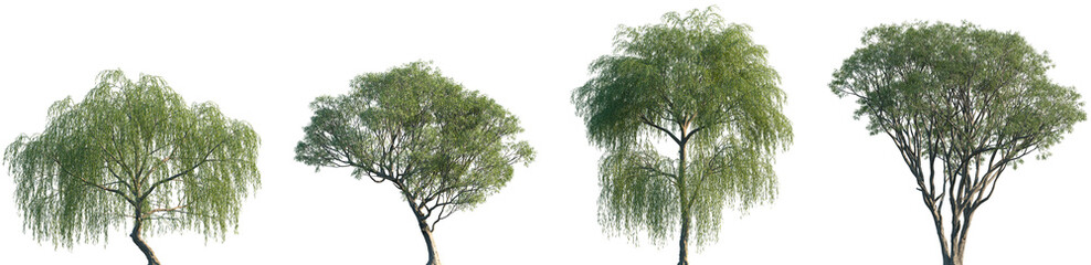 Wall Mural - set of salix babylonica and salix caroliniana isolated png in sunny daylight on a transparent backgr