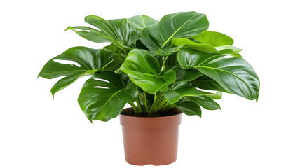 Wall Mural - A lush green plant with large, glossy leaves in a terracotta pot.