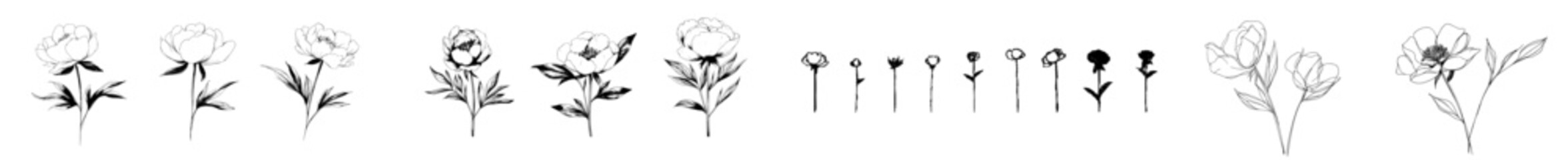 Wall Mural - summer set of flowers peony. a modern pencil-drawn illustration of blooming peonies on an isolated b