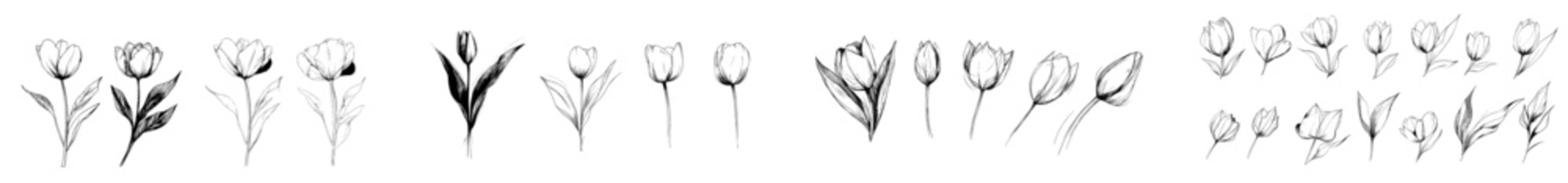 Wall Mural - spring flowers - tulips. a modern hand-drawn illustration showcasing blooming tulips and a bud on a 