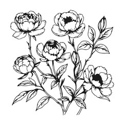 Wall Mural - Peony Flowers Sketch Art. Blooming Floral Plant in Line Art Style. Vector Botanical Drawing of Flowers Peony Isolated on White Background.