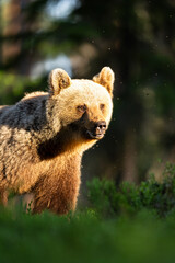 Wall Mural - female brown bear at the evening sunlight deep in the forest