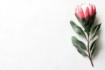 Canvas Print - A stunning close up shot of a pink protea flower with lush green leaves against a soft, neutral background, symbolizing nature s beauty and tranquility