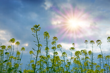 Wall Mural - spring landscape with rape blossoms and sunrise.