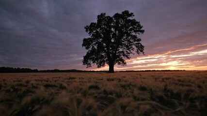 Fototapete - Sunset illuminates lone tree in golden wheat field during tranquil evening sky