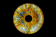 © recep - Close up of eye iris on black background, macro, photography