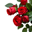 bouquet of red roses isolated white background