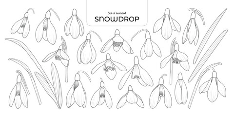 Wall Mural - Set of isolated Snowdrop. Cute flower illustration in hand drawn style. Black outline and white plain on a transparent background.