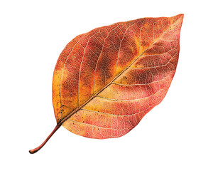 Canvas Print - Leaf with brown spots and veins is shown on a white background