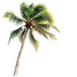© Mukhtyar ahmad - A realistic palm tree on a white background, transparent, alpha background png
