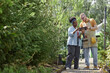 © Seventyfour - Full length shot of African American female landscape designer using table computer planning garden project with male plant nursery worker standing at sunlit tree alley, copy space