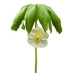 Wall Mural - Podophyllum peltatum - known as Mayapple, Wild Mandrake, and Ground Lemon - Native North American Springtime Woodland Wildflower Isolated 