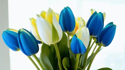 Wall Mural - A gorgeous bouquet of vibrant blue tulips photographed up close emphasizing their beauty and association with special events