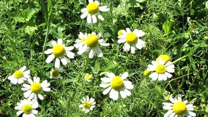 Aufkleber - Medicinal chamomile, Matricaria chamomilla L. This is a medicinal plant. Used in alternative medicine.