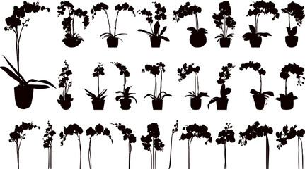 Wall Mural - orchid flowers collection, set black silhouette vector