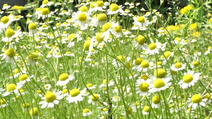 Aufkleber - Medicinal chamomile, Matricaria chamomilla L. This is a medicinal plant. Used in alternative medicine.
