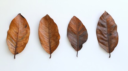 Wall Mural - Tectona grandis teak leaves on a white background tropical leaves dried leaves