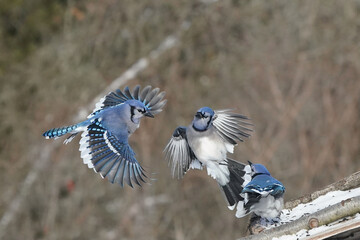 Wall Mural - Blue Jays in winter