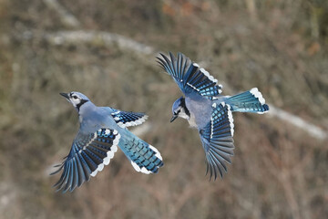 Wall Mural - Blue Jays in winter