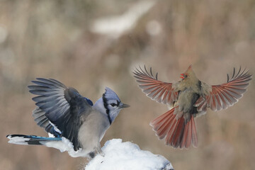 Wall Mural - Cardinals in Winter